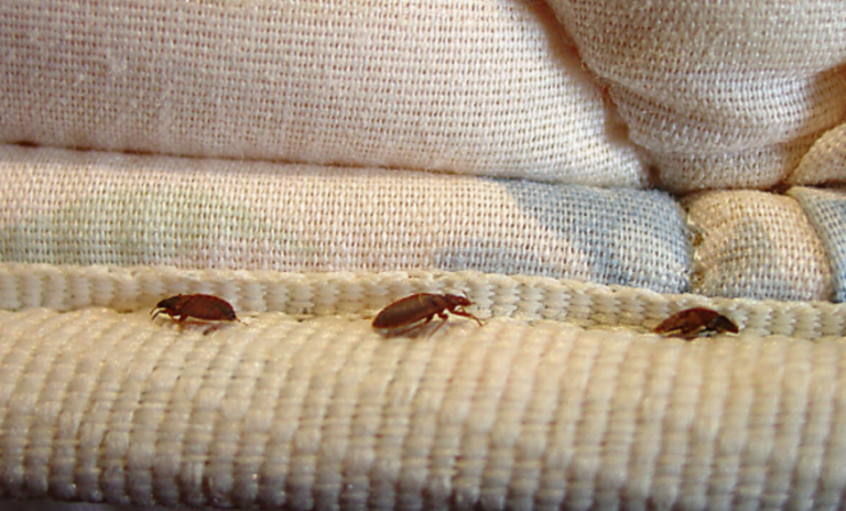Are Bedbugs More Active in Summer?